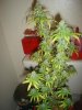 DSC01202.jpg