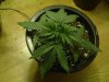 DSC02455.jpg