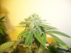 week 6 - PK top flash e.jpg