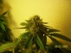 week 6 - PK top e.jpg