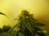 week 6 - PK 2nd top e.jpg