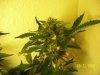 week 6 - ice top e.jpg