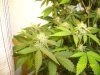 week 6 - ice lower buds e.jpg