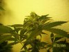 week 6 - tall ice clone e.jpg