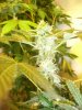 week 6 - small ice clone flash e.jpg