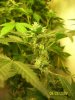 week 6 - small ice clone e.jpg