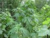 IMG_0922.JPG