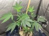 IMG_2373.jpeg