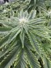 IMG_4939.jpeg