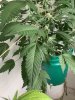 IMG_3479.jpeg