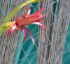 DragonFruit04.jpg