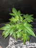 IMG_3299.jpeg