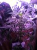 plant 2.jpg