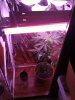 plant 3.jpg
