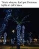 this-is-why-dont-put-chistmas-lights-on-palm-trees-1.jpeg