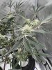 IMG_0005.jpeg