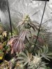 IMG_3467.jpeg