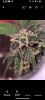 Screenshot_20231214-172829.png