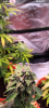Screenshot_20231215-215148.png