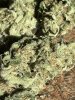 IMG_3376.jpeg