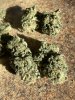 IMG_3380.jpeg