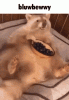 c0891fbfbdadfe7371f4fc239a1883a88730187e.gif