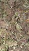 IMG_2937.jpeg