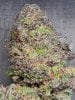 6702302_grow-journal-by-wallywonkst-h-seedspurple-banana-cream.jpg 6702302_grow-journal-by-wallywonkst-h-seedspurple-banana-cream.jpg
