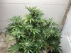 IMG_0084.JPEG