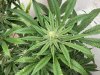 IMG_0087.JPEG