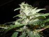 plants 005.jpg