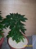 100_1712 [50%].jpg