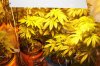 DSC01254.jpg