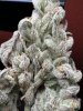 IMG_3186.jpeg