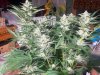 IMG_6137.jpeg