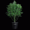 Space-Queen-XX-plant.gif