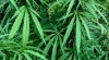 maconha-paraguai-750x410.jpg