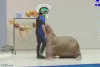 ezgif.com-animated-gif-maker.gif