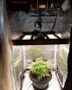 Reddit@BlazingDude420-End of Week 3 and going onto Week 4. Motor Breath by Blimburn grown und...jpeg
