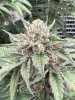 IMG_0628.jpeg