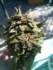 downsized_0825091713a.jpg