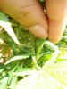 DSC04227.jpg