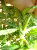 DSC04228.jpg