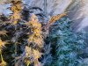 Grape Skunkdog - Dr.greenthumbog-5.jpg