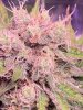 IMG_3021.jpeg