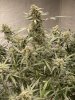 IMG_0951.jpeg