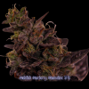mod mac moonshine bx #4 (3).png