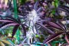 black velvet DAy 40-1.jpg