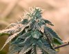cherry pie Day 40-1-2.jpg
