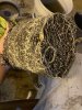 IMG_3566.jpeg